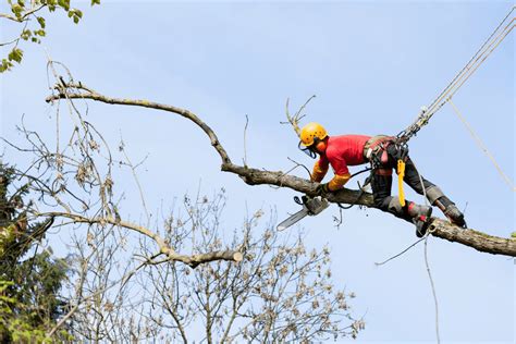 Offenders & Crime. . Who is responsible for cutting overhanging tree branches in oklahoma